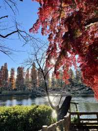 井之頭公園的自然之旅：東京的綠意秘境