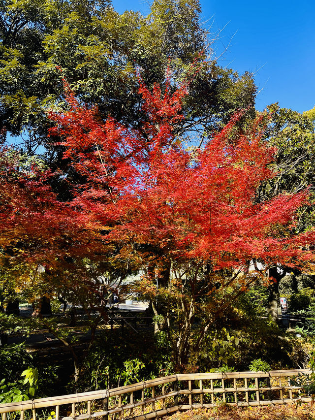 日本·橫濱