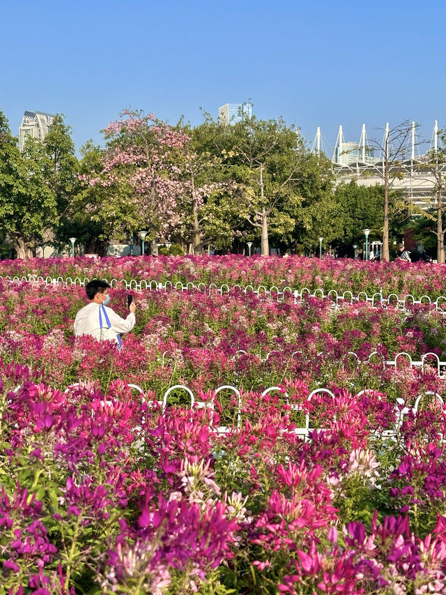 廣州本年度最好看的花海來啦