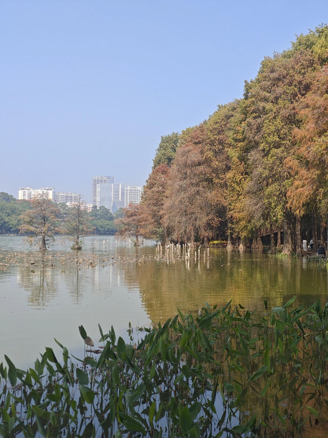 洪湖公園｜冬日限定童話森林，不可不愛。