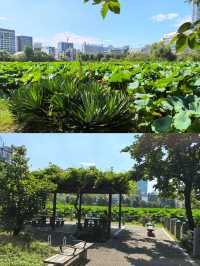 大家認為上野公園風景漂亮嗎？