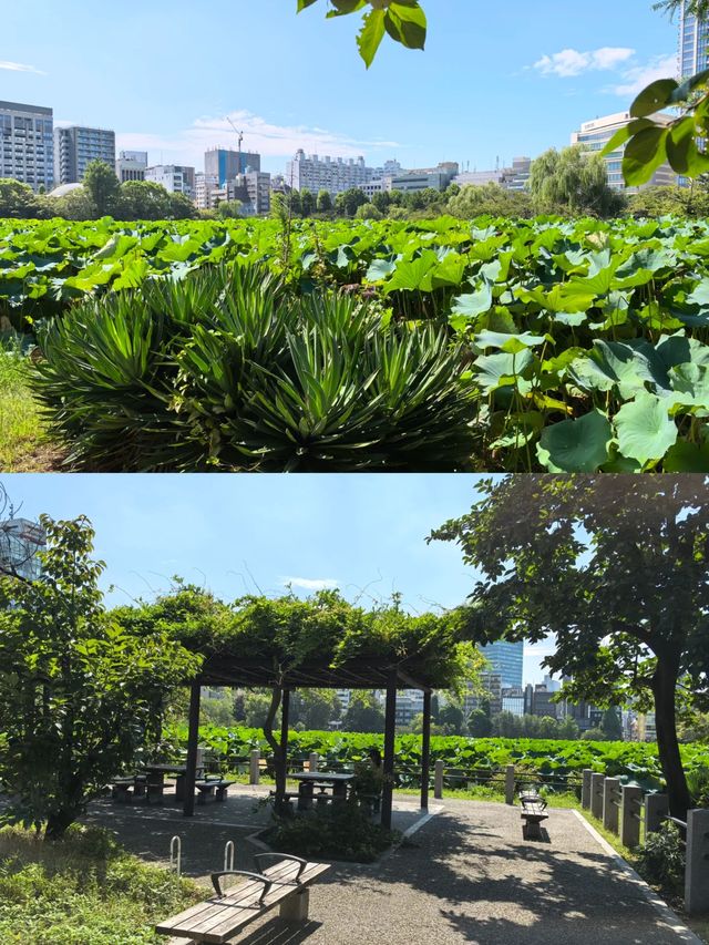 大家認為上野公園風景漂亮嗎？