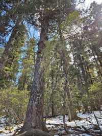 5天玩轉麗江-玉龍雪山-香格里拉 朋友圈熱門攻略來襲