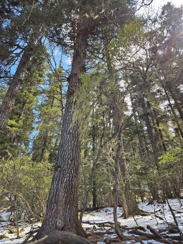 5天玩轉麗江-玉龍雪山-香格里拉 朋友圈熱門攻略來襲