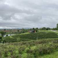 Choui Fong Tea Plantation Chiangrai