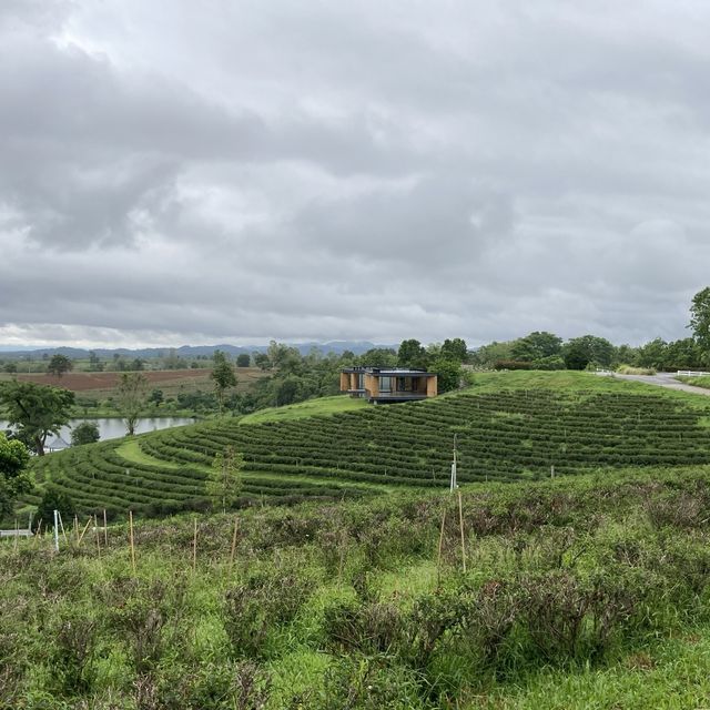 Choui Fong Tea Plantation Chiangrai