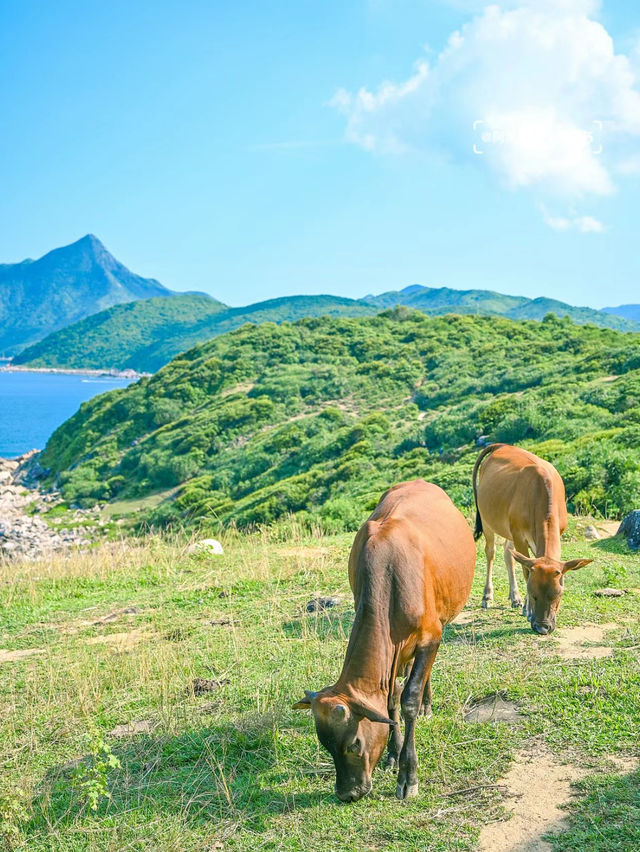 塔門島，母愛的夏日祭典