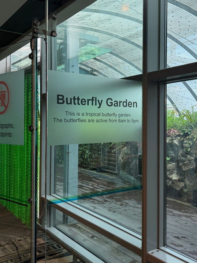 🇸🇬Do you know there’s a butterfly garden in Changi Airport?