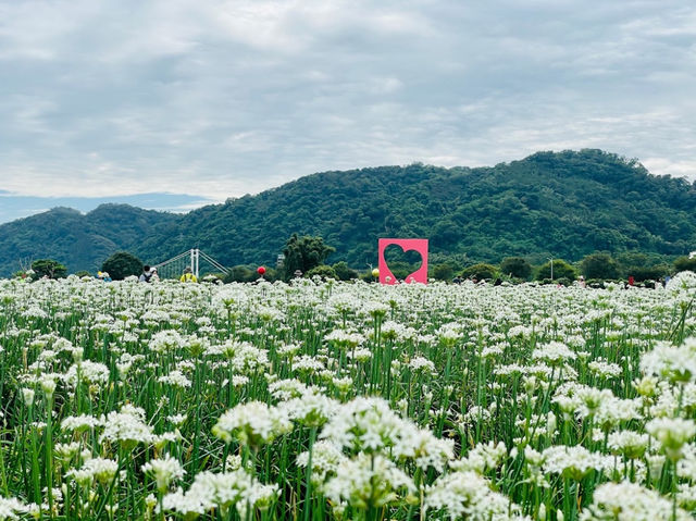 大溪韭菜花田