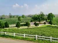 차의 향기와 자연의 아름다움을 만끽하다, Choui Fong Tea Plantation