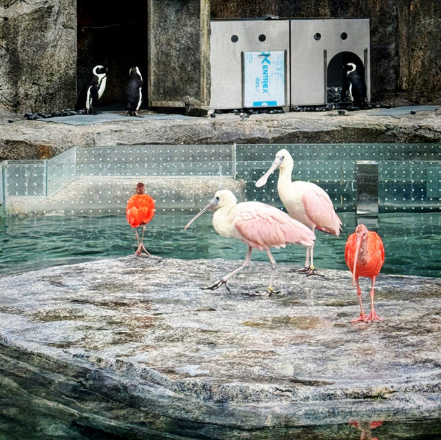 A Serene Oasis at Gapyeong Begonia Bird Park!