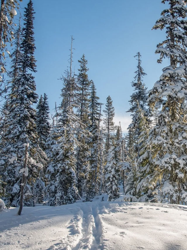 Winter Coming to Oregon: A Seasonal Transformation