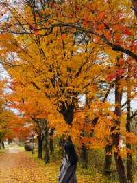 🍁 紅葉が織りなす秋の楽園：軽井沢の紅葉 🍂  