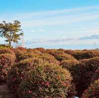 Winter Blossoms in Jeju