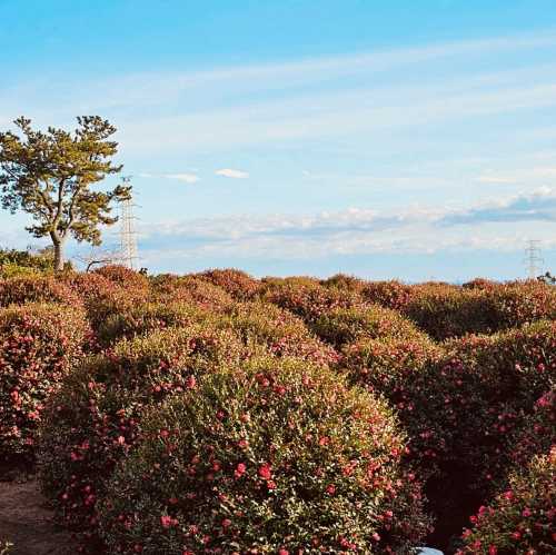 Dongbaek Forest Coffee House