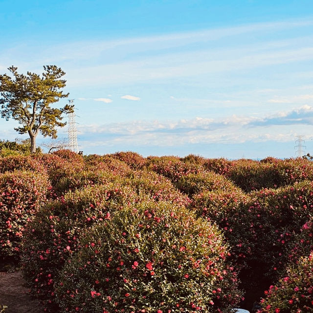 Winter Blossoms in Jeju