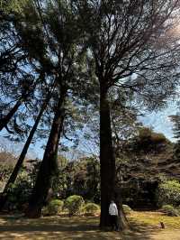 春季~來庭園美術館看看花吧