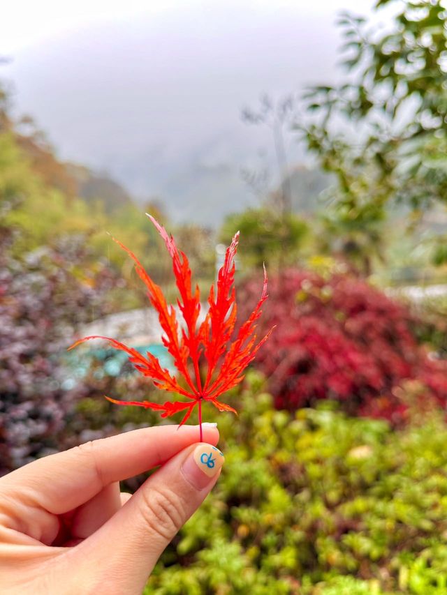 住進山頂絕美雲端民宿，直接美爆了！！。