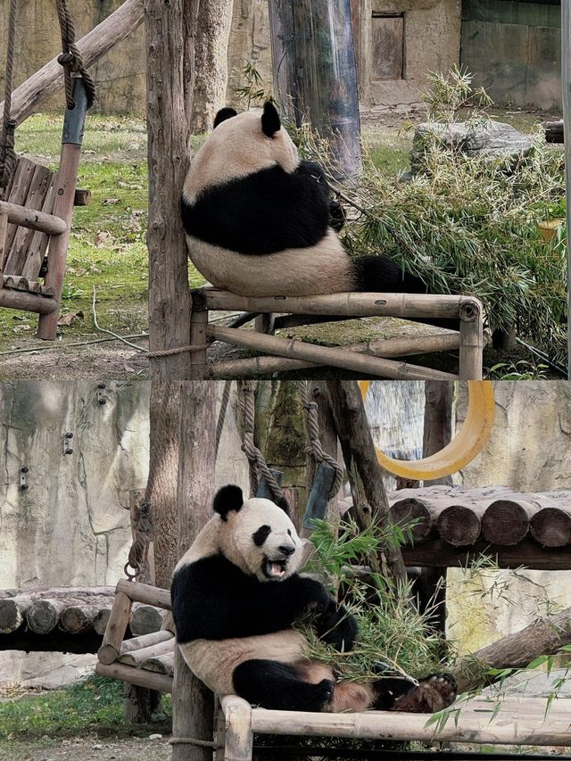 去了十次上海野生動物園的心得攻略。