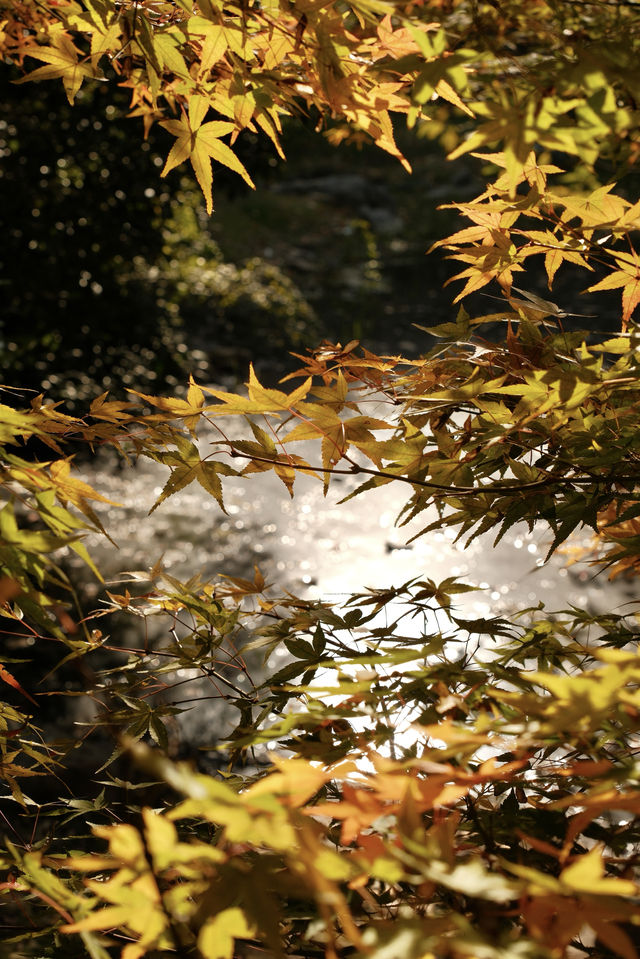 答應我，一定要來慈溪峙山公園看秋天。