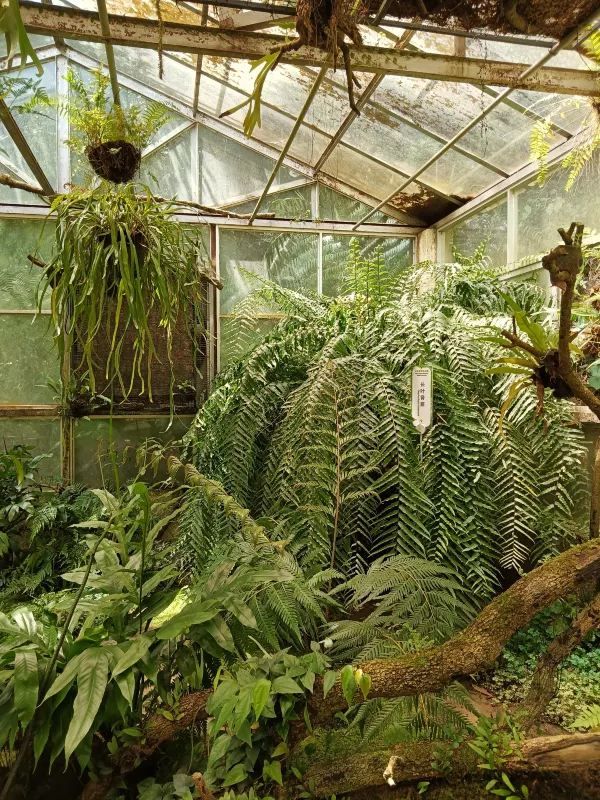 仙湖植物園的蕨園緊鄰弘法寺