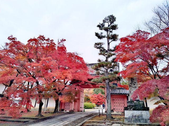 京都真如堂！我最喜愛的賞楓景點