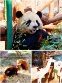 冬季反向目的地特色旅行好去處（附海南動物園攻略）