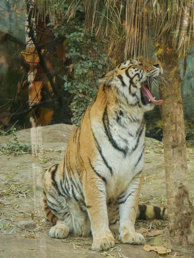 冬季反向目的地特色旅行好去處（附長隆動物園攻略）