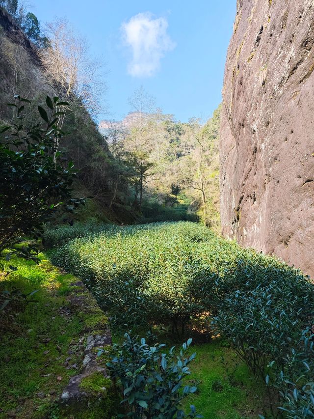 冬日武夷山：茶界OG與抗寒勇士的派對