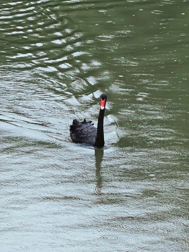 在版納！一天玩遍曼聽公園和總佛寺！附攻略