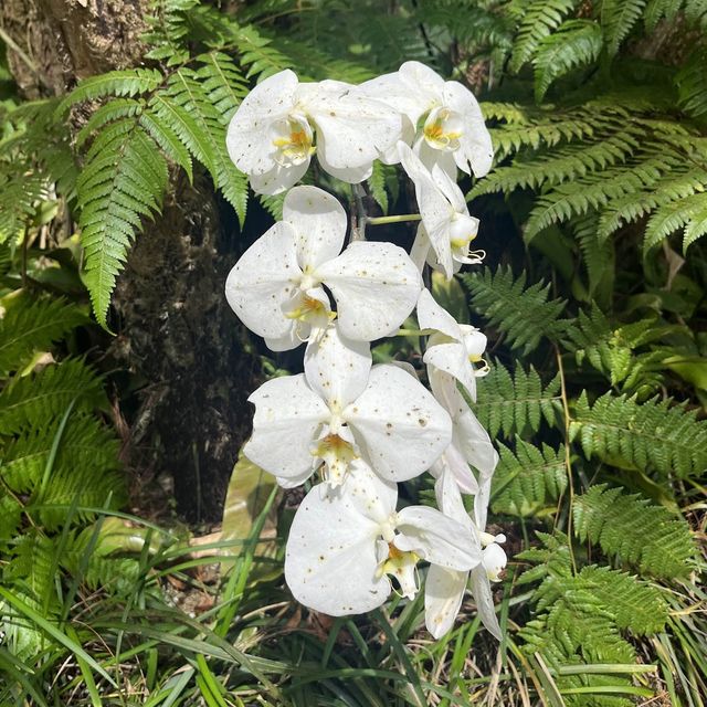 Orchid Forest Cikole