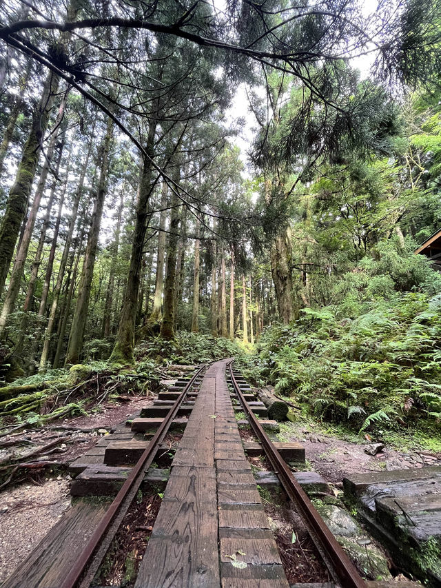 【屋久島】縄文杉🌲トレッキングツアー