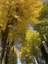 Autumn Foliage at Ewah University 