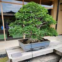 Omiya Bonsai Art Museum, Saitama 🗺️