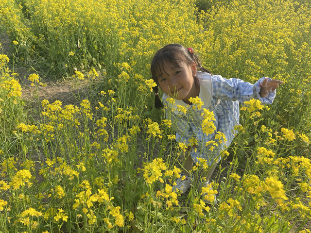 這油菜花也太美了吧！