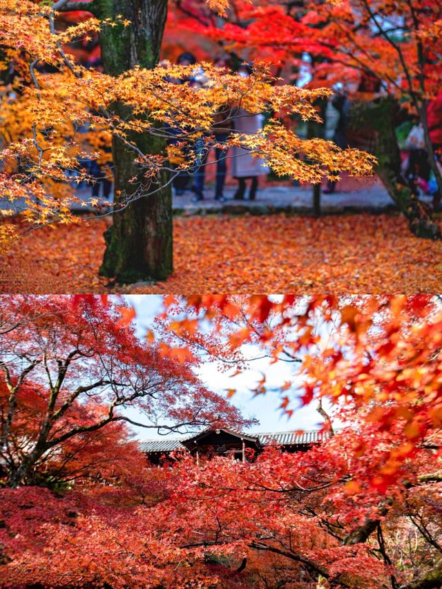 京都東福寺楓葉‖賞秋旅遊打卡避坑攻略。