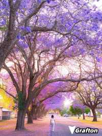 Where to See Jacarandas in Sydney