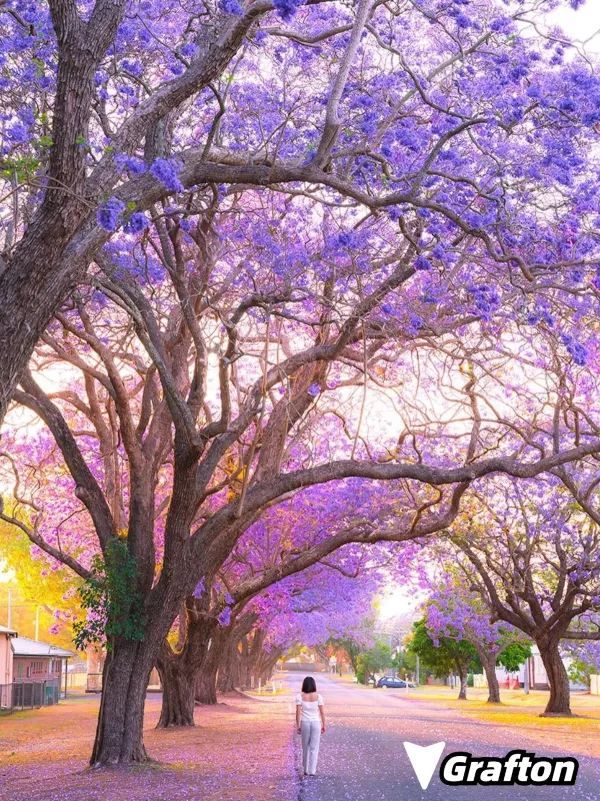 Where to See Jacarandas in Sydney