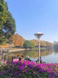 鹿湖公園：落羽杉已到最佳觀賞期