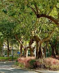 深圳！藏在鬧市中的郊野公園綠野仙蹤