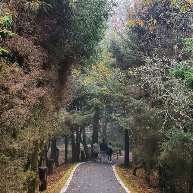 【台湾_嘉義】阿里山一泊二日の日の出ツアー！