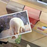 Meeting the Alpacas in Korea.