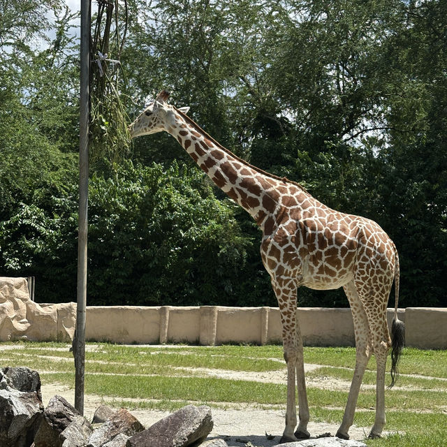 Animal Encounters and Endless Fun: My Zoo Negara Experience!