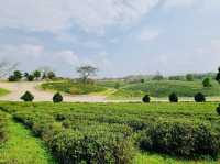 차의 향기와 자연의 아름다움을 만끽하다, Choui Fong Tea Plantation