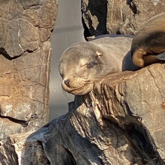 紐約水族館：探索海洋生物的奇妙世界