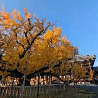 🇯🇵京都「西本願寺 東本願寺」銀杏盛開實況！穿越時空的寧靜之美