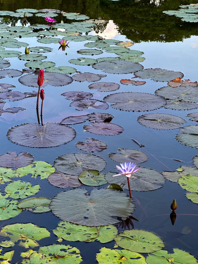 Xishuangbanna Tropical Botanical Garden: A Paradise of Biodiversity 