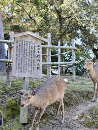 A Magical Encounter with Deer at Kasuga Taisha