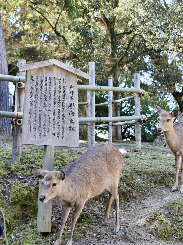 A Magical Encounter with Deer at Kasuga Taisha