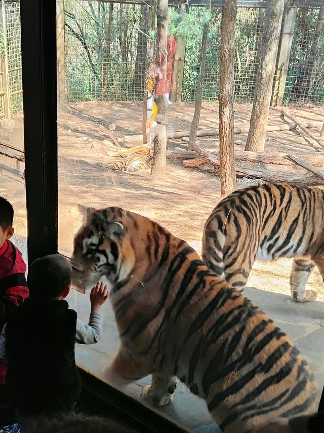 預算500 兩大一小雲南野生動物園親子遊攻略